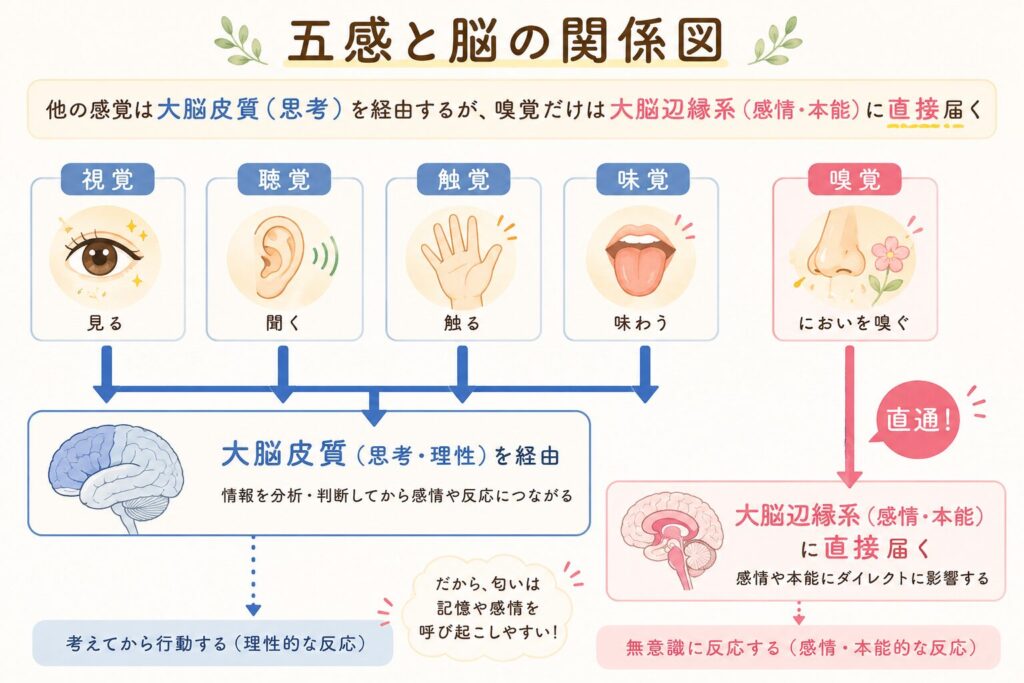 五感と脳の関係