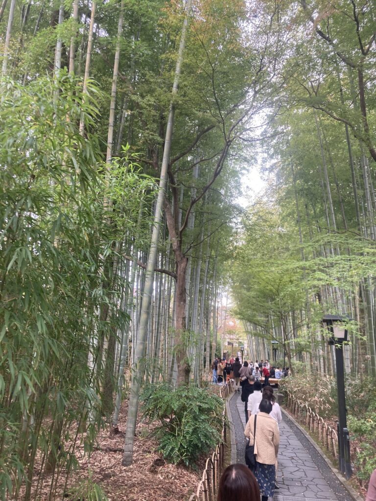 修善寺の竹林
